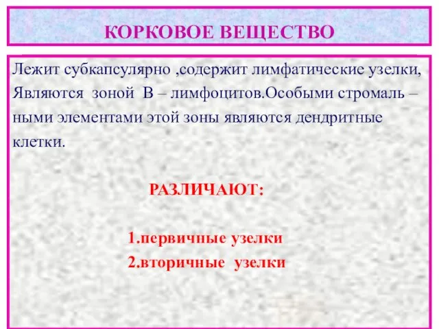 Лежит субкапсулярно ,содержит лимфатические узелки, Являются зоной В – лимфоцитов.Особыми стромаль