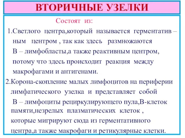 ВТОРИЧНЫЕ УЗЕЛКИ Состоят из: 1.Светлого центра,который называется герментатив – ным центром