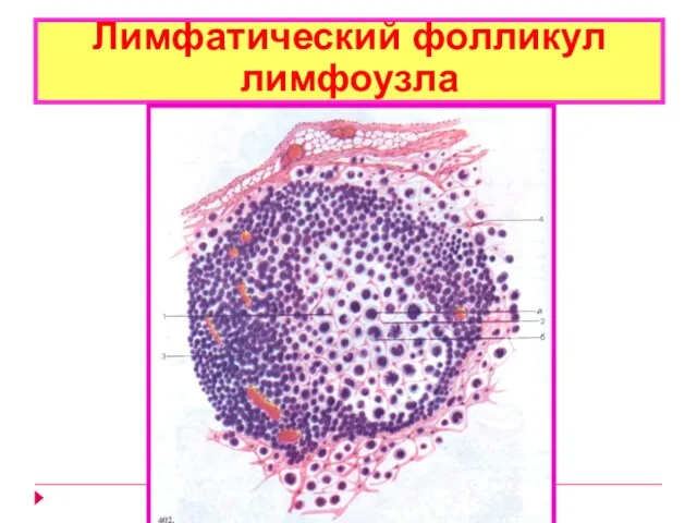 Лимфатический фолликул лимфоузла