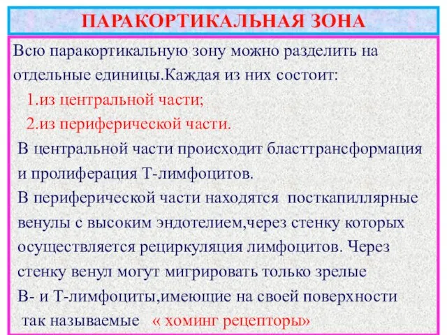 ПАРАКОРТИКАЛЬНАЯ ЗОНА Всю паракортикальную зону можно разделить на отдельные единицы.Каждая из