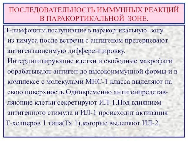 ПОСЛЕДОВАТЕЛЬНОСТЬ ИММУННЫХ РЕАКЦИЙ В ПАРАКОРТИКАЛЬНОЙ ЗОНЕ. Т-лимфоциты,поступившие в паракортикальную зону из