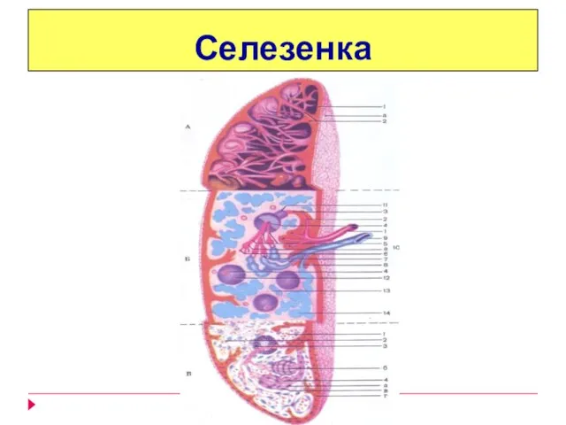 Селезенка