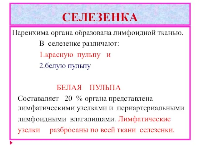 СЕЛЕЗЕНКА Паренхима органа образована лимфоидной тканью. В селезенке различают: 1.красную пульпу