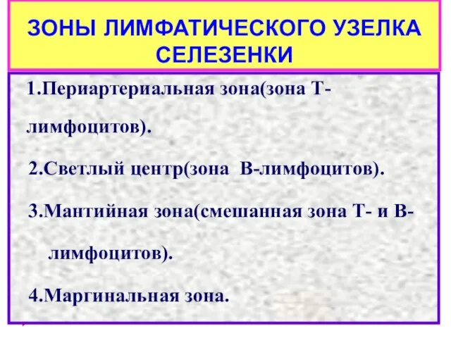 ЗОНЫ ЛИМФАТИЧЕСКОГО УЗЕЛКА СЕЛЕЗЕНКИ 1.Периартериальная зона(зона Т-лимфоцитов). 2.Светлый центр(зона В-лимфоцитов). 3.Мантийная