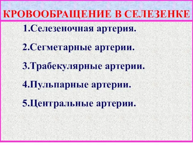 КРОВООБРАЩЕНИЕ В СЕЛЕЗЕНКЕ 1.Селезеночная артерия. 2.Сегметарные артерии. 3.Трабекулярные артерии. 4.Пульпарные артерии. 5.Центральные артерии.