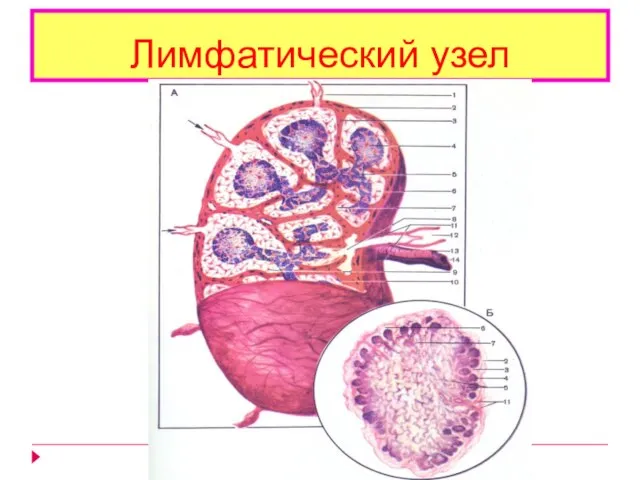 Лимфатический узел