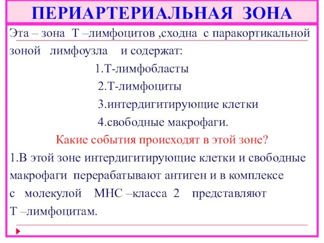 ПЕРИАРТЕРИАЛЬНАЯ ЗОНА Эта – зона Т –лимфоцитов ,сходна с паракортикальной зоной