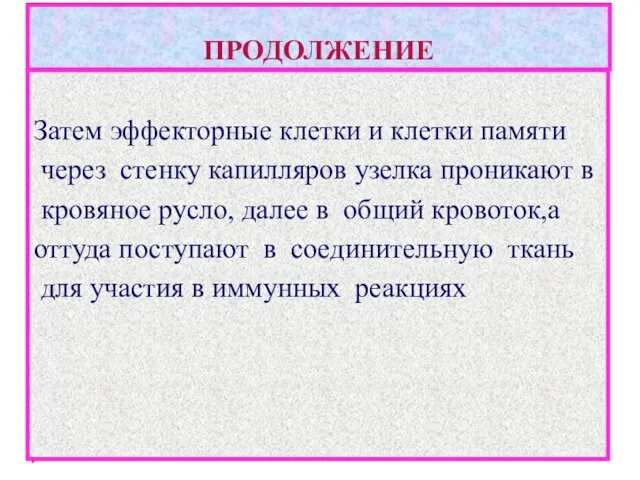 ПРОДОЛЖЕНИЕ Затем эффекторные клетки и клетки памяти через стенку капилляров узелка