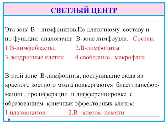 СВЕТЛЫЙ ЦЕНТР Эта зона В – лимфоцитов.По клеточному составу и по