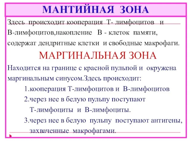 МАНТИЙНАЯ ЗОНА Здесь происходит кооперация Т- лимфоцитов и В-лимфоцитов,накопление В -