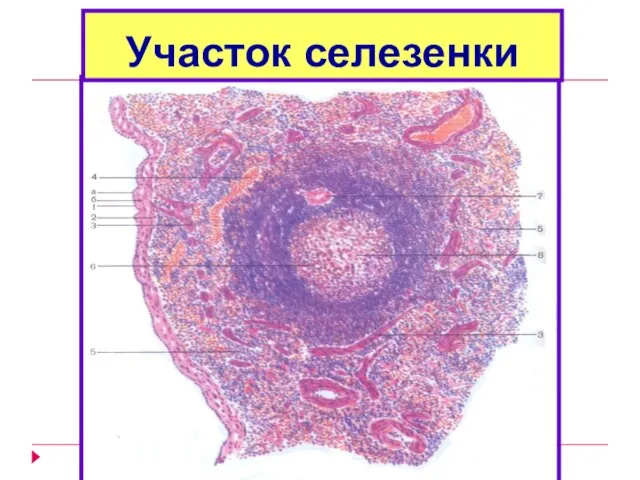 Участок селезенки