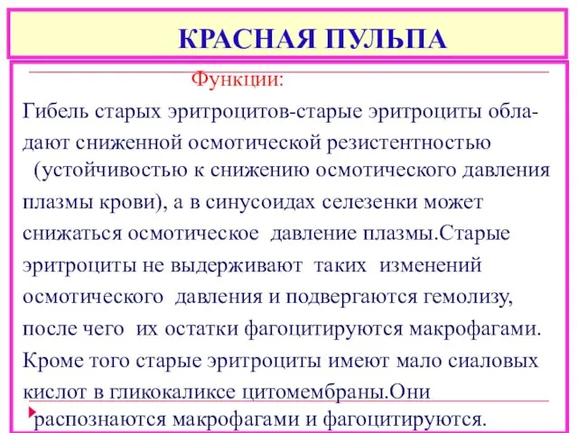 КРАСНАЯ ПУЛЬПА Функции: Гибель старых эритроцитов-старые эритроциты обла- дают сниженной осмотической