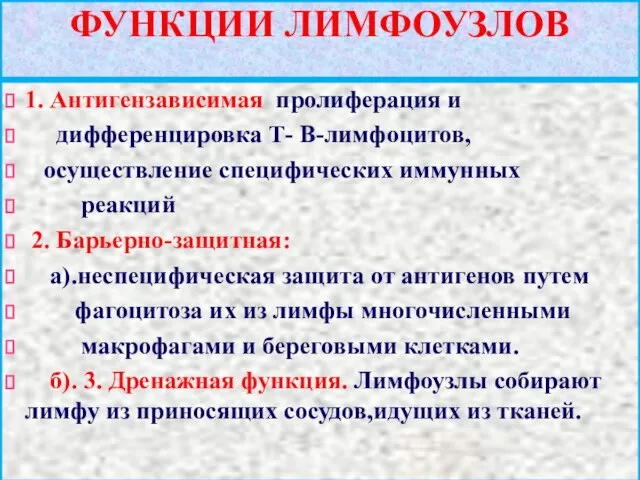 ФУНКЦИИ ЛИМФОУЗЛОВ 1. Антигензависимая пролиферация и дифференцировка Т- В-лимфоцитов, осуществление специфических