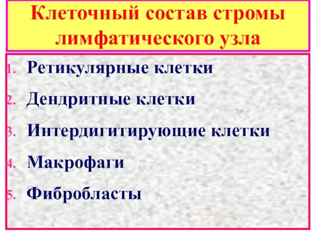 Клеточный состав стромы лимфатического узла Ретикулярные клетки Дендритные клетки Интердигитирующие клетки Макрофаги Фибробласты