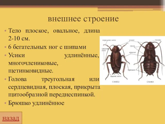 внешнее строение Тело плоское, овальное, длина 2-10 см. 6 бегательных ног