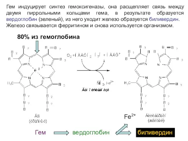 Гем индуцирует синтез гемоксигеназы, она расщепляет связь между двумя пиррольными кольцами