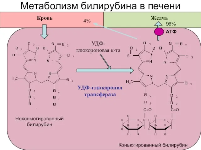 Метаболизм билирубина в печени УДФ-глюкоронил трансфераза УДФ- глюкороновая к-та Неконьюгированный билирубин