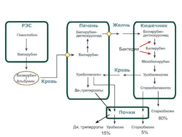 5% 80% 15% Ди, трипирролы Бактерии