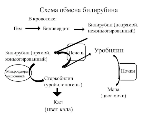 Печень Схема обмена билирубина Билирубин (непрямой, неконьюгированный) Моча (цвет мочи) В