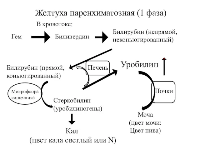 Печень Желтуха паренхиматозная (1 фаза) Билирубин (непрямой, неконьюгированный) Моча (цвет мочи: