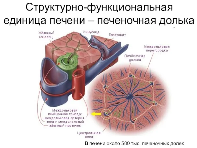 Структурно-функциональная единица печени – печеночная долька В печени около 500 тыс. печеночных долек