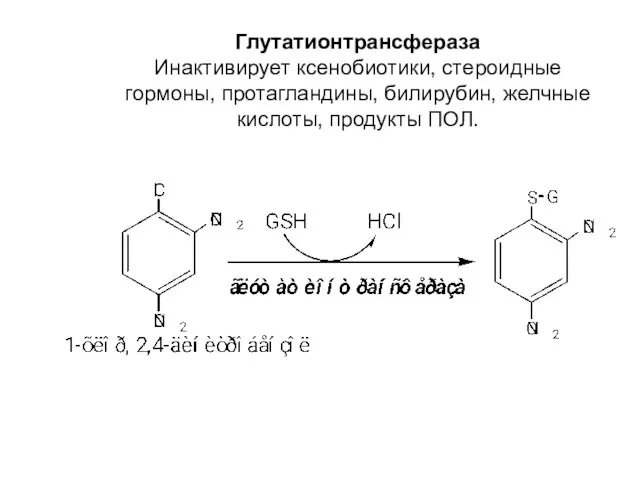 Глутатионтрансфераза Инактивирует ксенобиотики, стероидные гормоны, протагландины, билирубин, желчные кислоты, продукты ПОЛ.