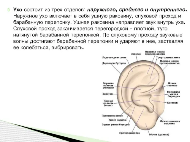 Ухо состоит из трех отделов: наружного, среднего и внутреннего. Наружное ухо