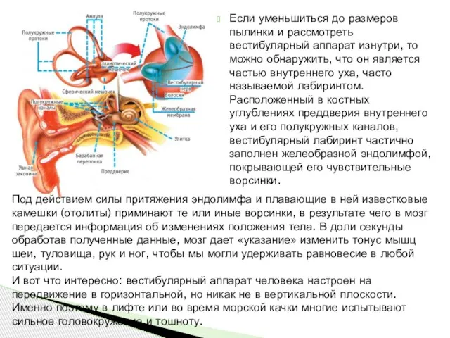 Если уменьшиться до размеров пылинки и рассмотреть вестибулярный аппарат изнутри, то