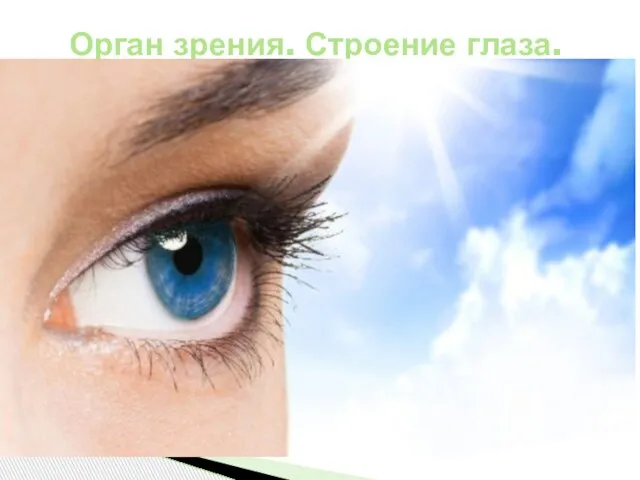 Глазами человек воспринимает 90 % информации внешнего мира. Глаз состоит из