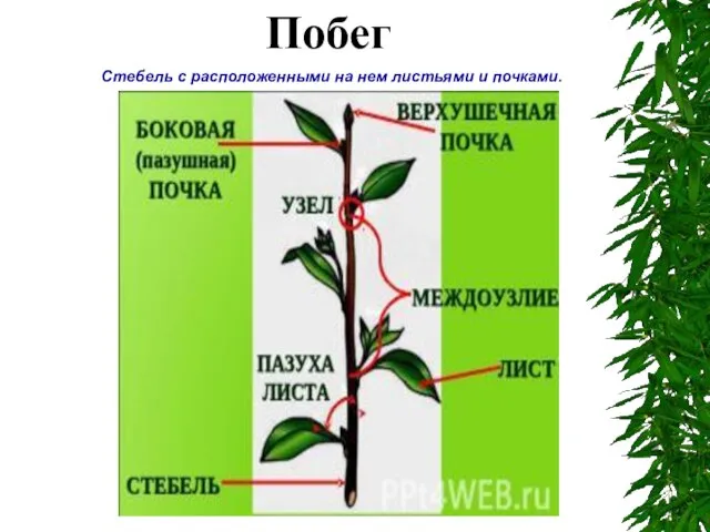 Стебель с расположенными на нем листьями и почками. Побег