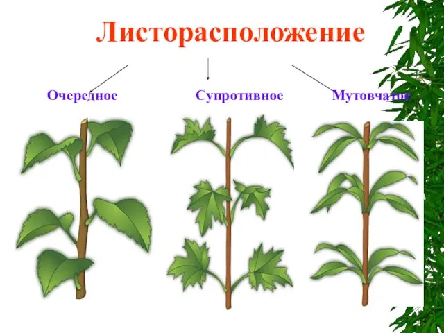 Листорасположение Очередное Супротивное Мутовчатое