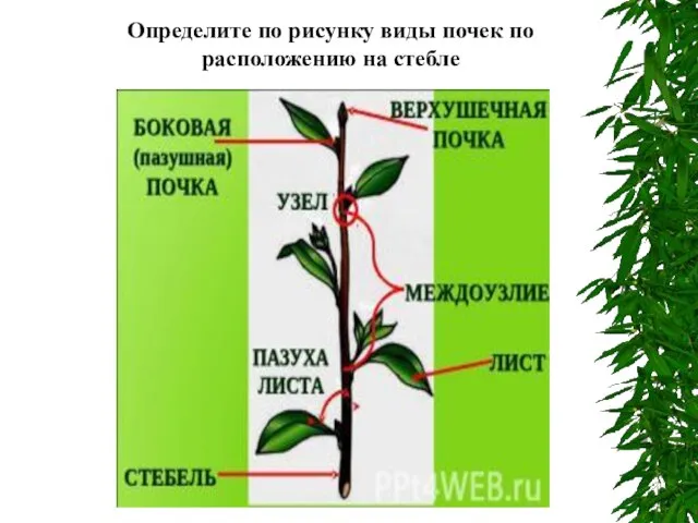 Определите по рисунку виды почек по расположению на стебле