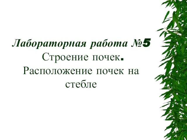 Лабораторная работа №5 Строение почек. Расположение почек на стебле