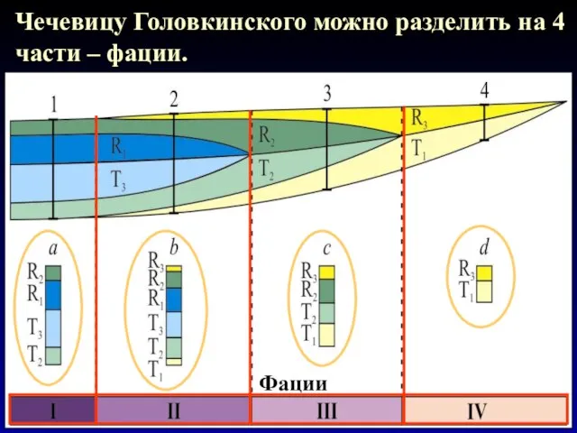 Чечевицу Головкинского можно разделить на 4 части – фации. Фации