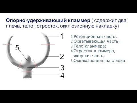 Опорно-удерживающий кламмер ( содержит два плеча, тело , отросток, окклюзионную накладку)