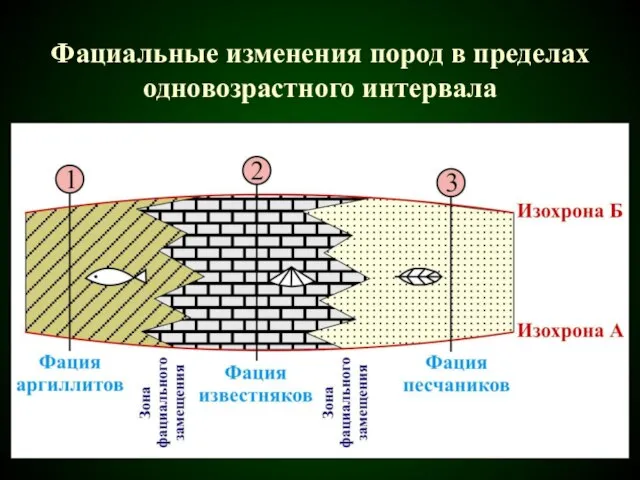 Фациальные изменения пород в пределах одновозрастного интервала