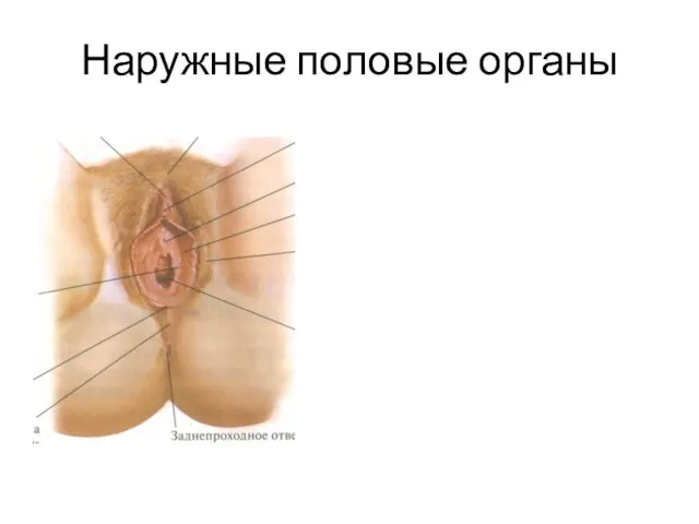 Наружные половые органы