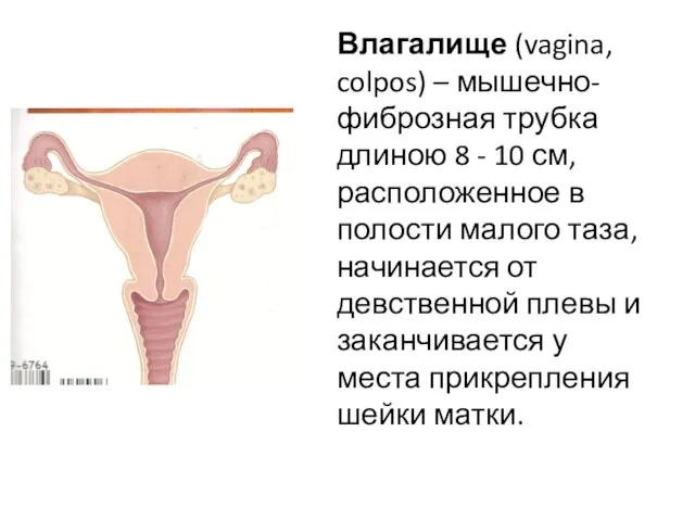 Влагалище (vagina, colpos) – мышечно-фиброзная трубка длиною 8 - 10 см,