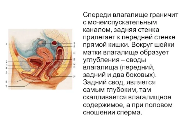 Спереди влагалище граничит с мочеиспускательным каналом, задняя стенка прилегает к передней