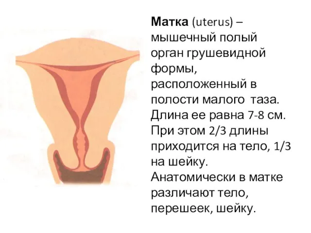 Матка (uterus) – мышечный полый орган грушевидной формы, расположенный в полости