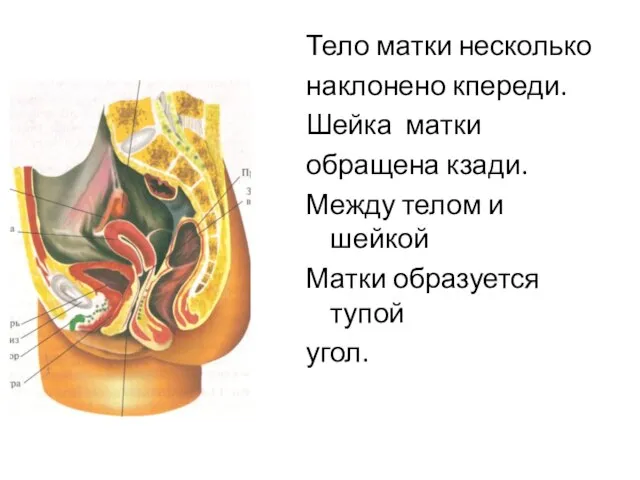 Тело матки несколько наклонено кпереди. Шейка матки обращена кзади. Между телом