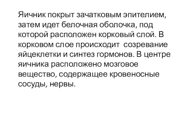 Яичник покрыт зачатковым эпителием, затем идет белочная оболочка, под которой расположен