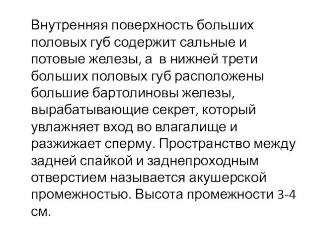 Внутренняя поверхность больших половых губ содержит сальные и потовые железы, а