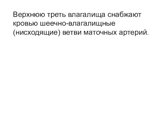 Верхнюю треть влагалища снабжают кровью шеечно-влагалищные (нисходящие) ветви маточных артерий.