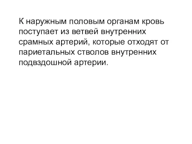 К наружным половым органам кровь поступает из ветвей внутренних срамных артерий,