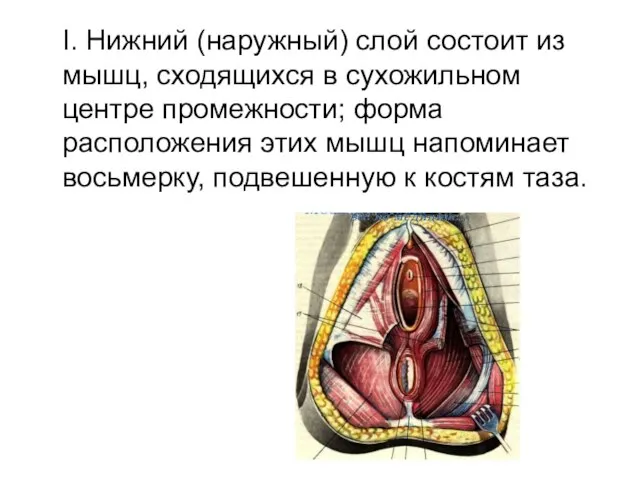 I. Нижний (наружный) слой состоит из мышц, сходящихся в сухожильном центре