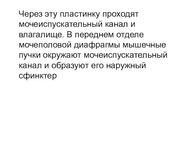 Через эту пластинку проходят мочеиспускательный канал и влагалище. В переднем отделе