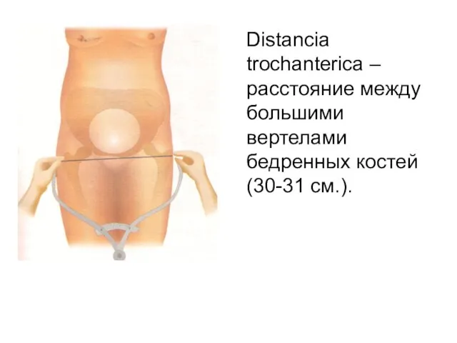 Distancia trochanterica – расстояние между большими вертелами бедренных костей (30-31 см.).