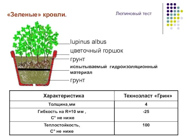 «Зеленые» кровли. Люпиновый тест lupinus albus цветочный горшок грунт испытываемый гидроизоляционный материал грунт