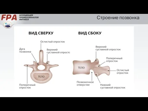 Строение позвонка